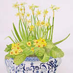 Påskliljor Primula akvarelll